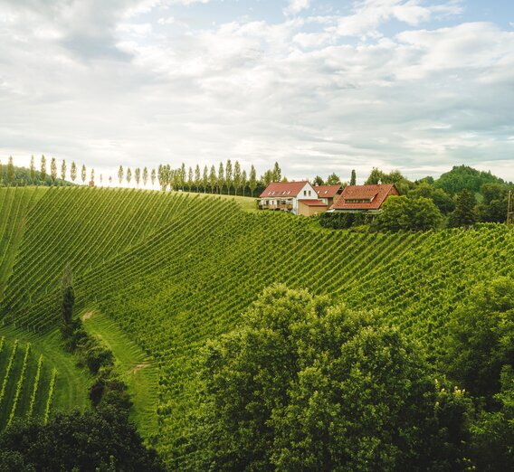 Weingärten der Südsteiermark bei Stainz | © STG | Michael Königshofer